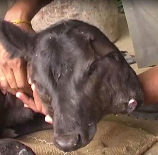 cow 1